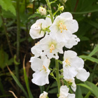 Purppuratulikukka (Verbascum phoeniceum), siemeniä 100 kpl - pikkukuva 2