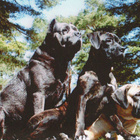 BANDOGGI KOIRAPOSTIKORTTI - pikkukuva 1