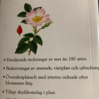 LILLA FÄLTHANDBOKEN FLORA - pikkukuva 2