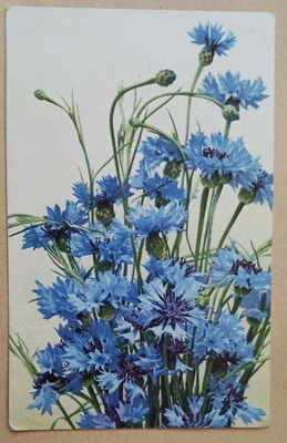 Kimppu ruiskukkia, vanha väripk, p. 1910