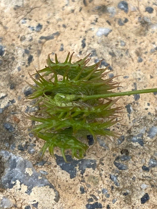 Piikkimailanen (Medicago polymorpha), siemeniä 50 kpl