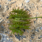 Piikkimailanen (Medicago polymorpha), siemeniä 50 kpl - pikkukuva 1