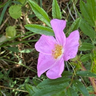 Nukkeruusu (Rosa nitida), siemeniä 40 kpl - pikkukuva 2