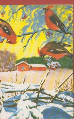 Olavi Vikainen Tilhet pihlajanoksilla