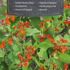 Ruusupapu Scarlet Runner Bean - siemenet # - pikkukuva 1