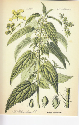 Nokkonen - Utrica dioica