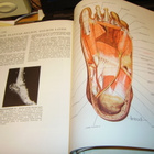 Lopez-Antunez : The Atlas of Human Anatomy ( 1 p. 1971 USA) - pikkukuva 4