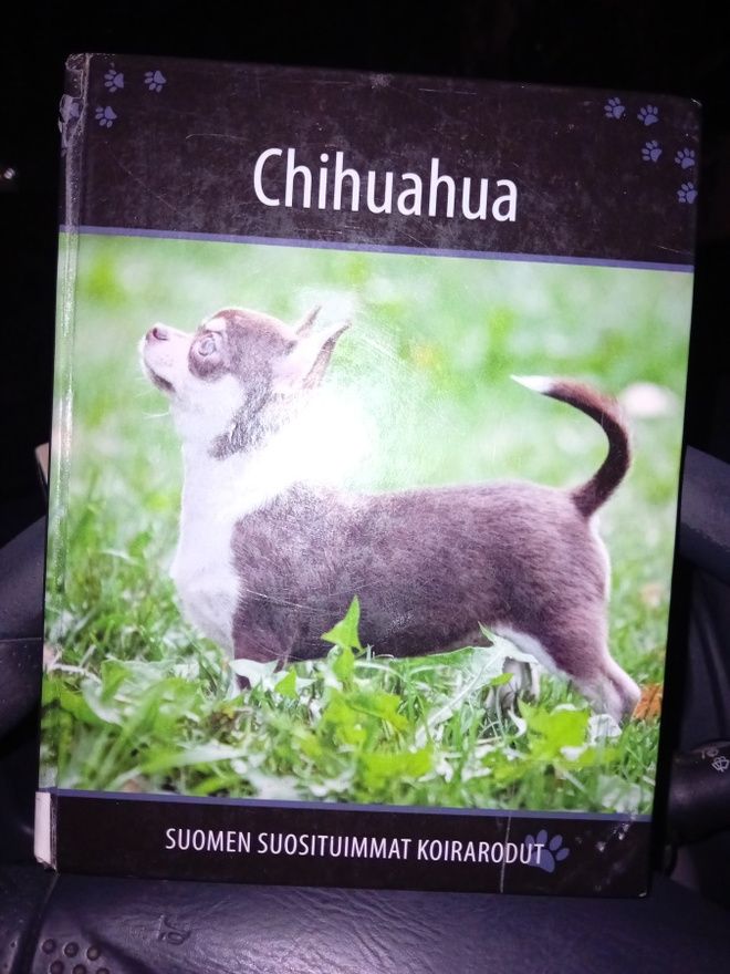 Suomen suosituimmat koirarodut CHIHUAHUA ( SIS POSTIKULU