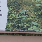 Tuisku-Camenaeus sukukirja. 5, Veronkantokirjuri Gabriel Buc - pikkukuva 4