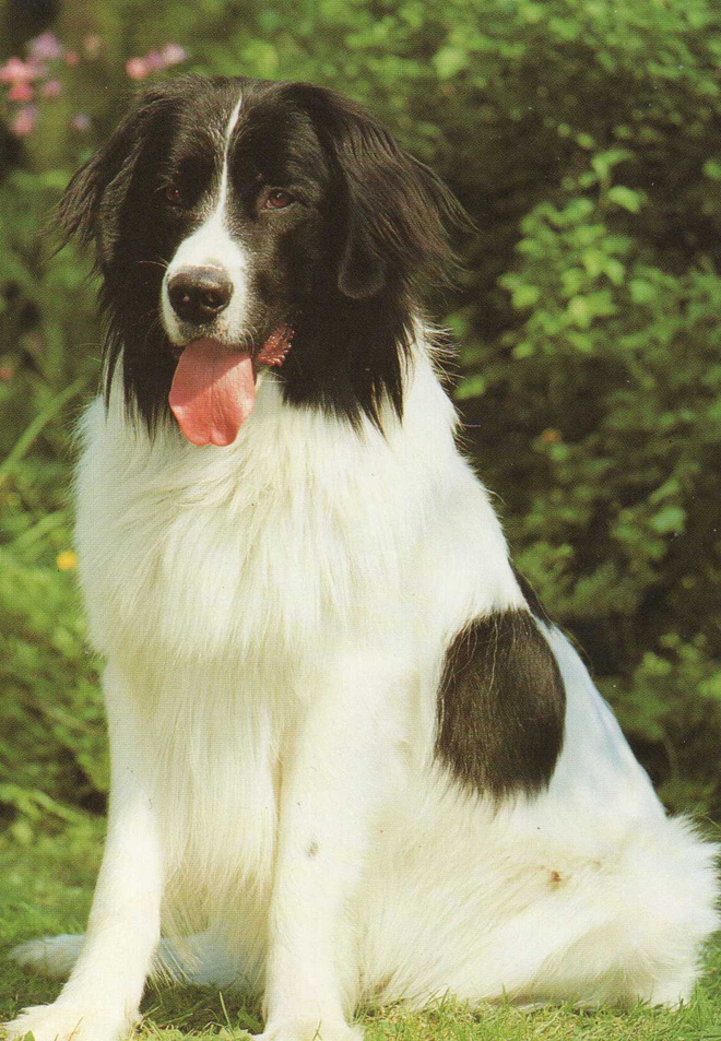 LANDSEER  -  NEWFOUNDLANDINKOIRA POSTIKORTTI