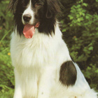 LANDSEER  -  NEWFOUNDLANDINKOIRA POSTIKORTTI - pikkukuva 1