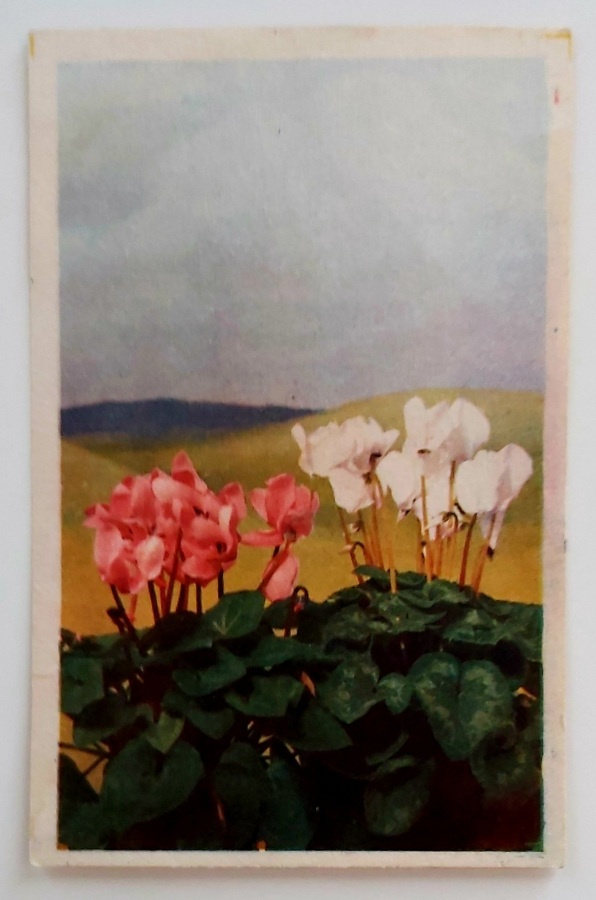 "Syklaamit"-VANHA KORTTI-KULKEMATON 9 x 14 cm.