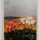 "Syklaamit"-VANHA KORTTI-KULKEMATON 9 x 14 cm. - pikkukuva 1