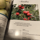 Pohjoisen omenat - pikkukuva 4