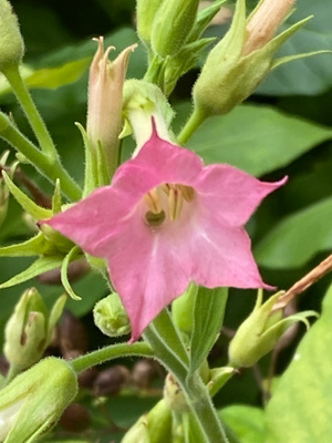 Virginiantupakka (Nicotiana tabacum), siemeniä 100 kpl