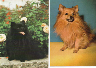 2 PYSTYKORVA " ZWERGSPITZ " POMERANIAN POSTIKORTTIA