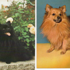 2  PYSTYKORVA " ZWERGSPITZ "  POMERANIAN POSTIKORTTIA - pikkukuva 1