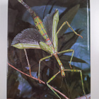 Maurice Burton : Encyclopedia of the animal kingdom - pikkukuva 2