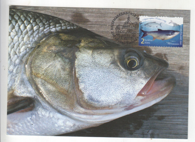 Maksimikortti turbosärki