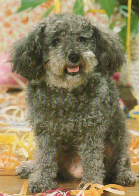 PUDEL " VILLAKOIRA "  POSTIKORTTI