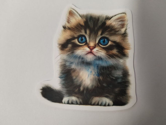 Kissa tarra.