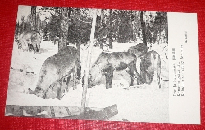 Poroja kaivamassa jäkälää    (K12)