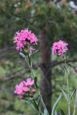 Pikkutervakko (Silene suecica), siemeniä 100 kpl