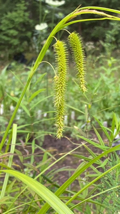 Varstasara (Carex pseudocyperus), siemeniä 50 kpl