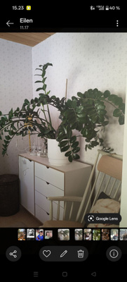 Iso palmuvehka