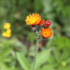 Oranssikeltano (Pilosella aurantiaca), siemeniä 50 kpl - pikkukuva 2