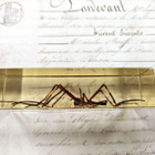 Natura Obscura – Entomologinen näyte no. 404 - pikkukuva 2
