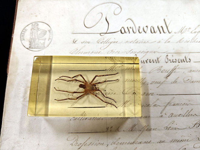 Natura Obscura – Entomologinen näyte no. 354