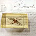 Natura Obscura – Entomologinen näyte no. 354 - pikkukuva 1