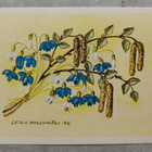 Leila Myllymäki - pikkukuva 1