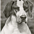 POINTER POSTIKORTTI - pikkukuva 1