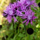 Nurmikaunokki (Centaurea phrygia), siemeniä 50 kpl - pikkukuva 2