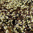 Kevätkynsimö ( Draba verna), siemeniä 200 kpl - pikkukuva 2