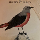 MERLES ET GRIVES 2 lintujen ääniä - pikkukuva 1