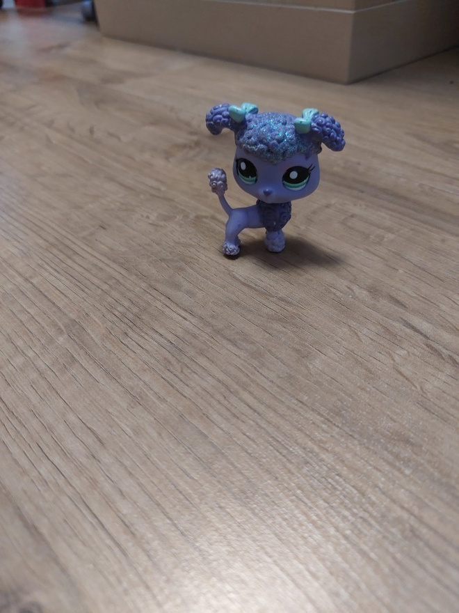 Lps puudeli koira 1