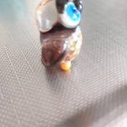 MINIATYYRI LASIPÖLLÖ - pikkukuva 4