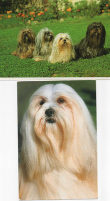 2 HASA APSO POSTIKORTTIA