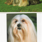 2 HASA APSO POSTIKORTTIA - pikkukuva 1
