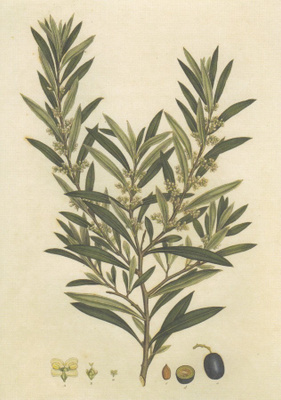 Oliivipuu - Olea europaea