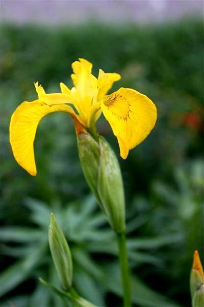 Keltakurjenmiekka (Iris pseudacorus), siemeniä 50 kpl
