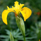 Keltakurjenmiekka (Iris pseudacorus), siemeniä 50 kpl - pikkukuva 1
