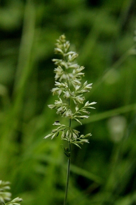 Hopeatoppo (Koeleria glauca), siemeniä 50 kpl