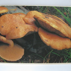 Nummitatti, kulkematon - pikkukuva 1