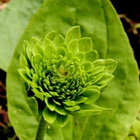 Rusettiratamo (Plantago major 'Rosularis'), siemeniä 50 kpl - pikkukuva 2