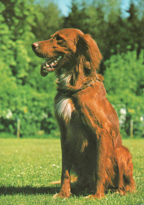 IRLANNINSETTER POSTIKORTTI