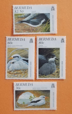 Bermuda 1997 Lintuja